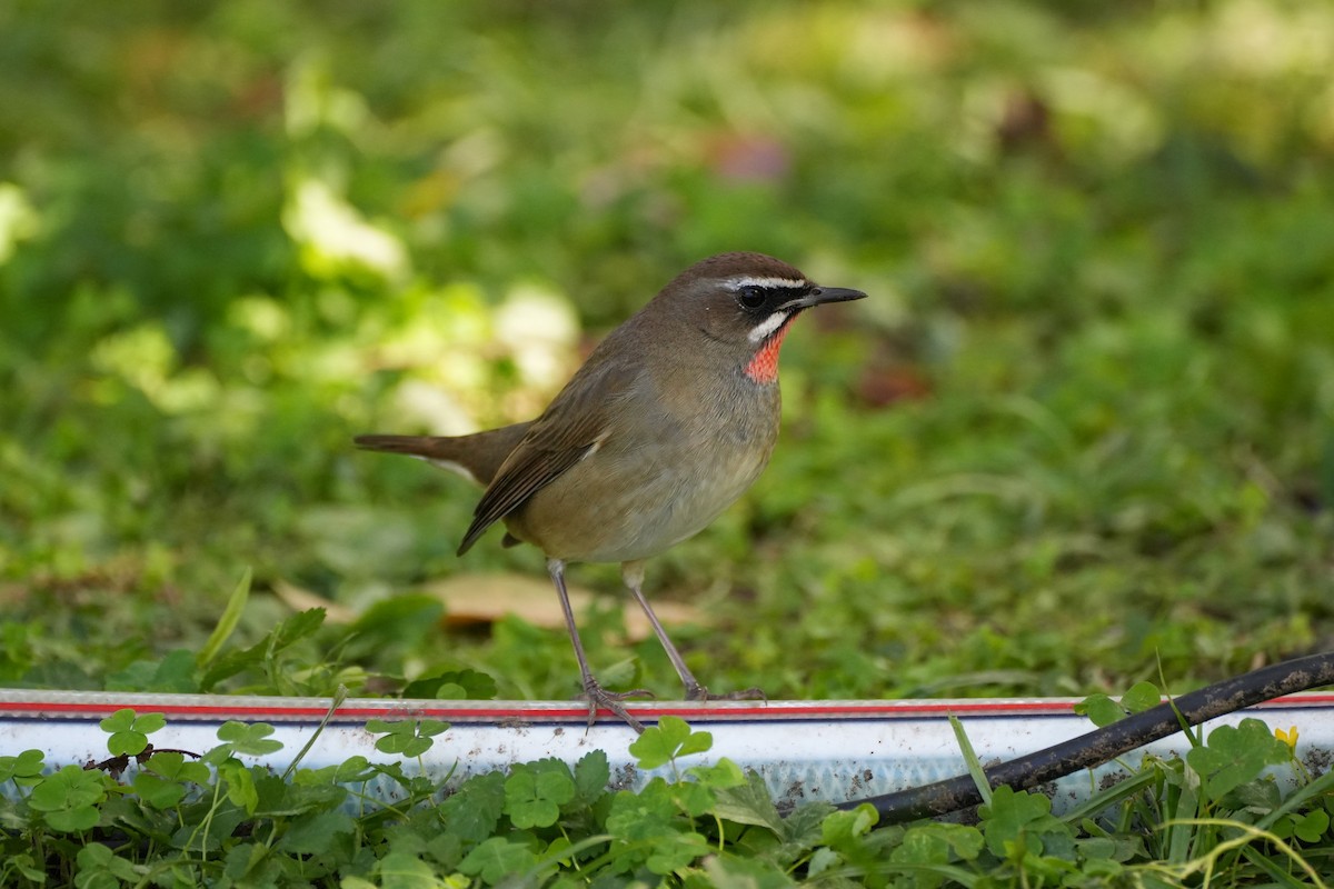 Siberian Rubythroat - ML623973884