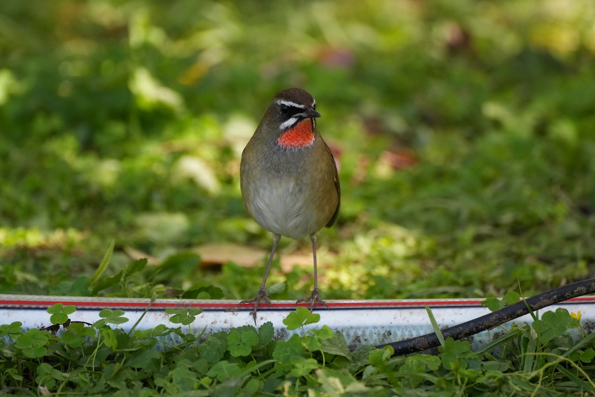 Siberian Rubythroat - ML623973885