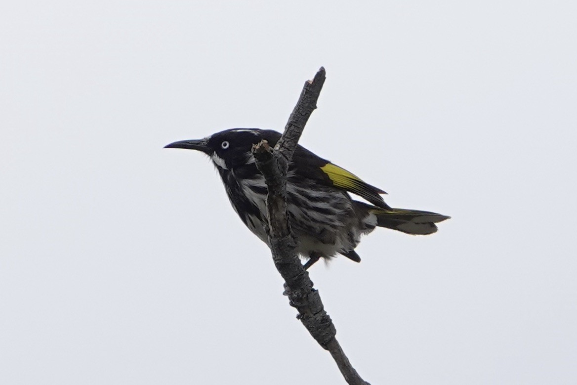 New Holland Honeyeater - ML623973886