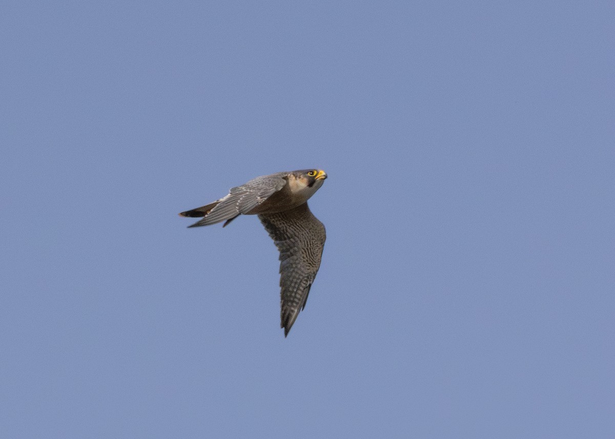 Peregrine Falcon (Barbary) - ML623973892