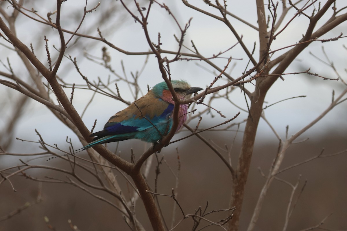 Lilac-breasted Roller (Lilac-breasted) - Charley Hesse TROPICAL BIRDING