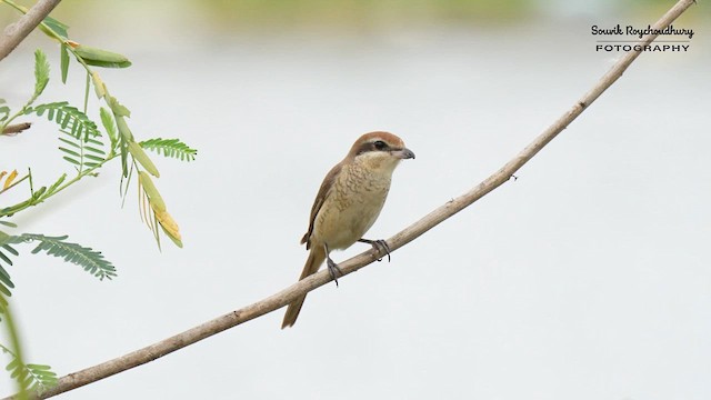 Brown Shrike - ML623973903