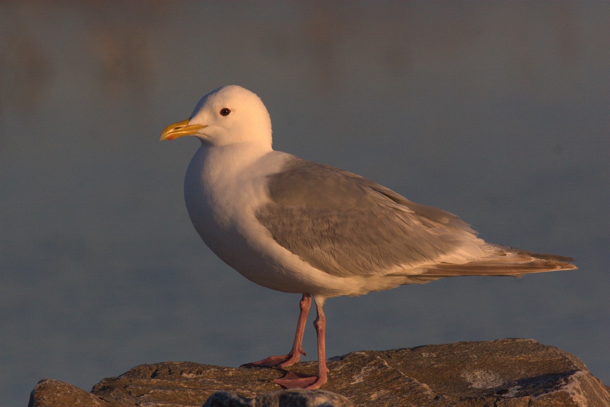 Goéland arctique (thayeri) - ML62397391