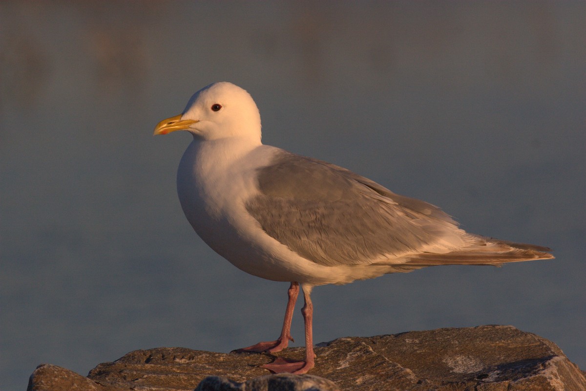 Gaviota Groenlandesa (thayeri) - ML62397391