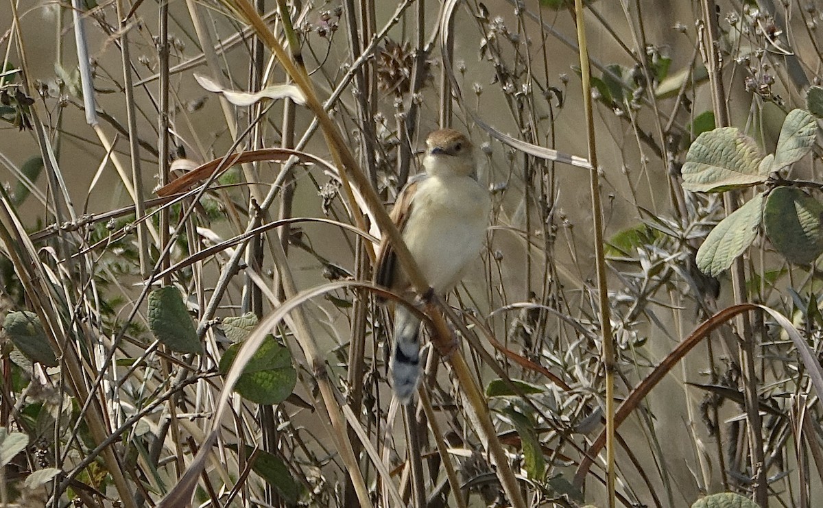 Stout Cisticola - ML623973926