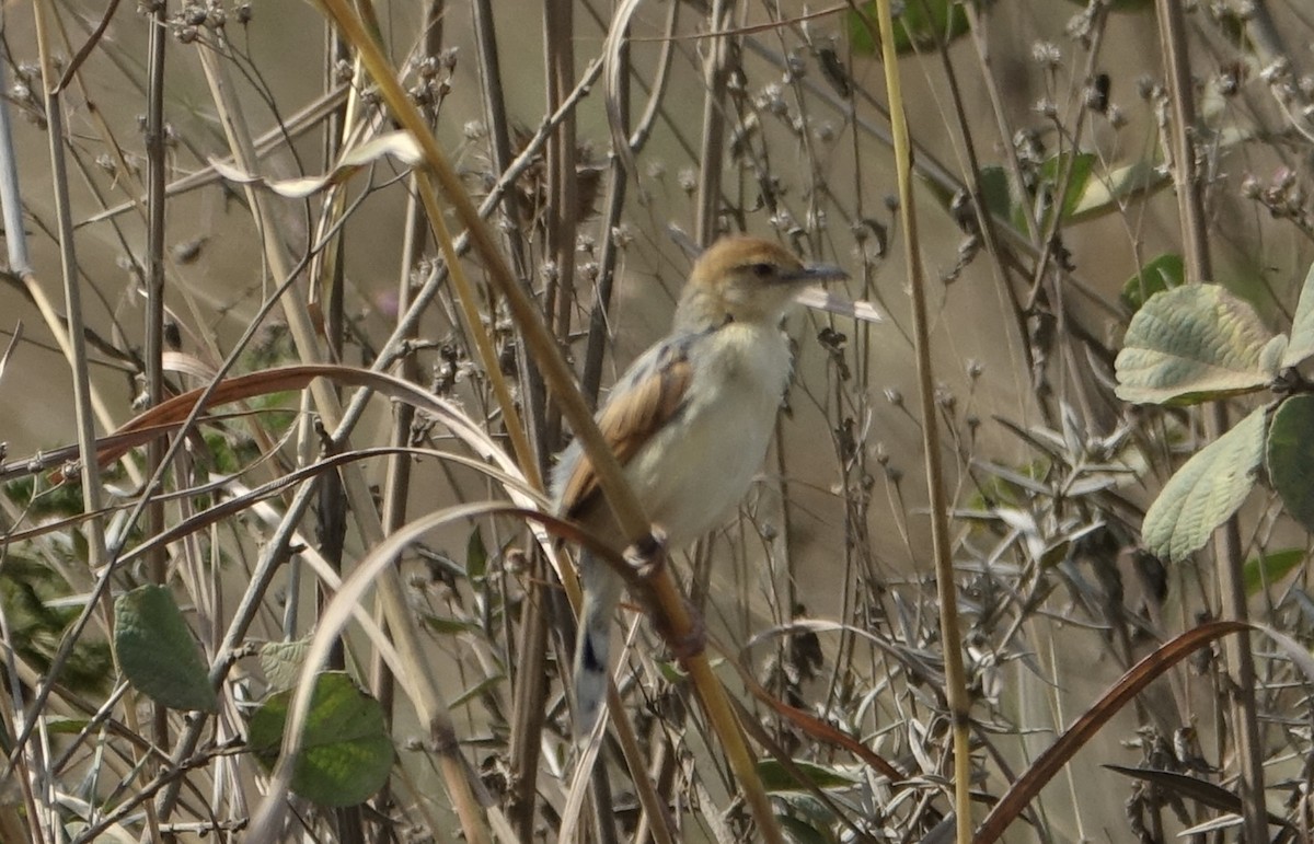 Stout Cisticola - ML623973927