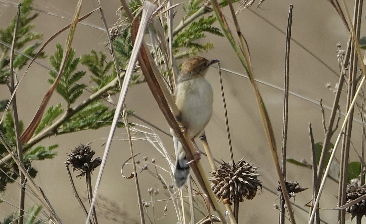 Stout Cisticola - ML623973928