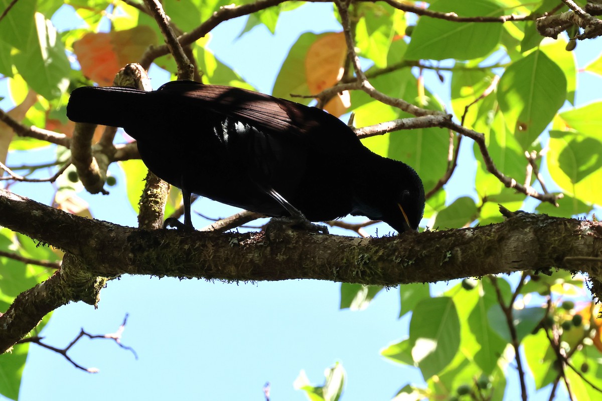 Victoria's Riflebird - ML623973931