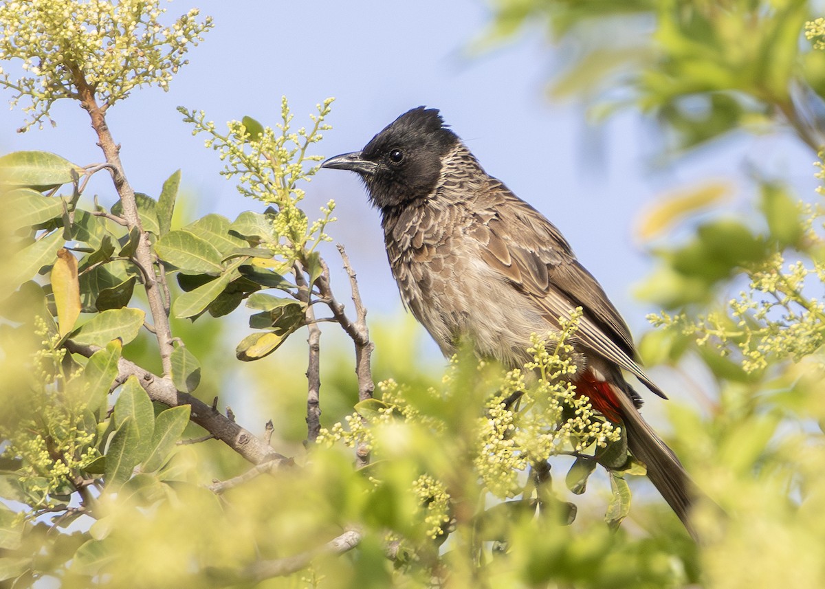 Bulbul à ventre rouge - ML623973932