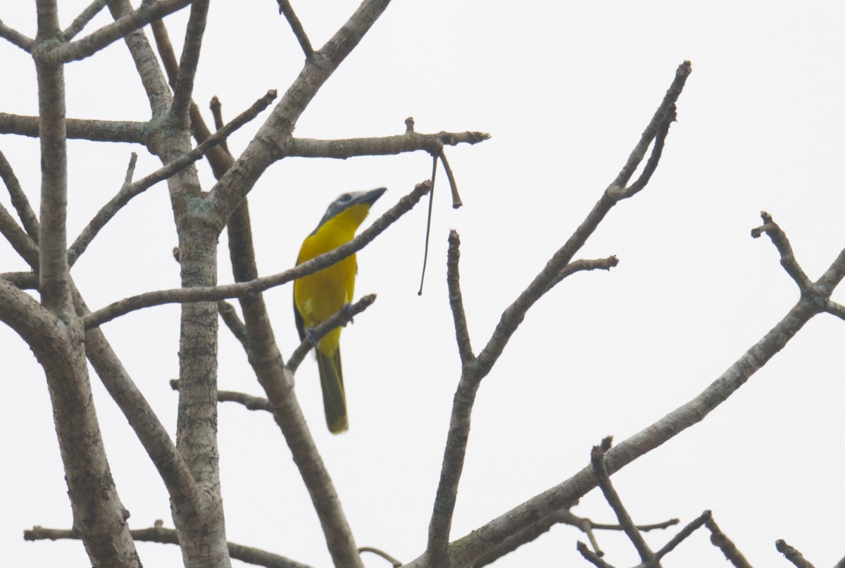 Monteiro's Bushshrike (Monteiro's) - ML623973947