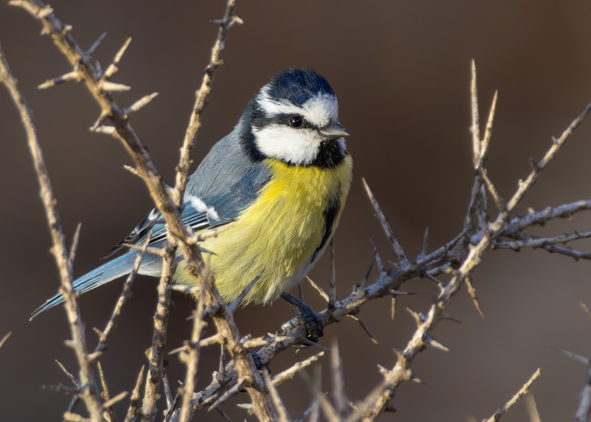 Mésange nord-africaine - ML623973961