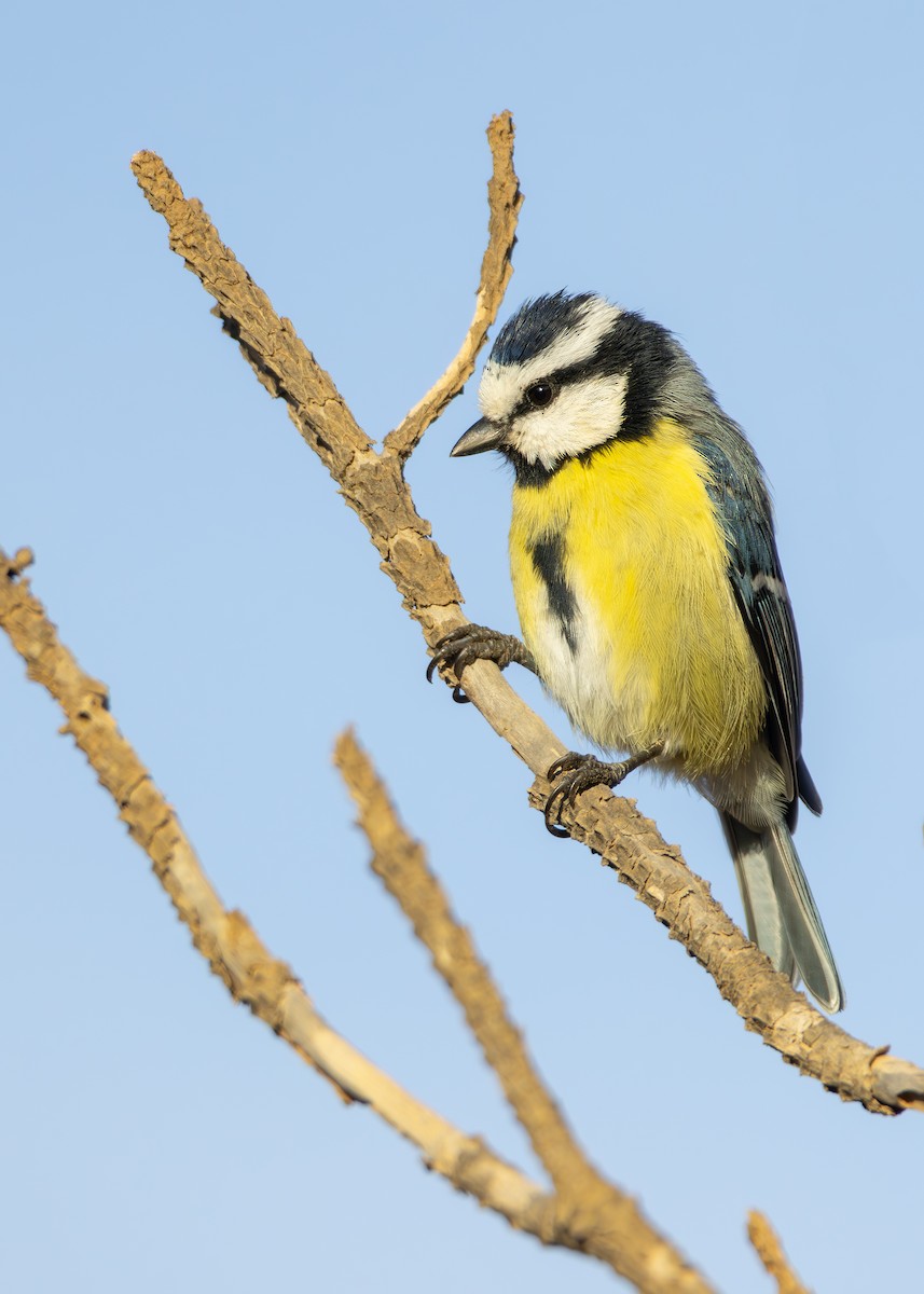 Mésange nord-africaine - ML623973964