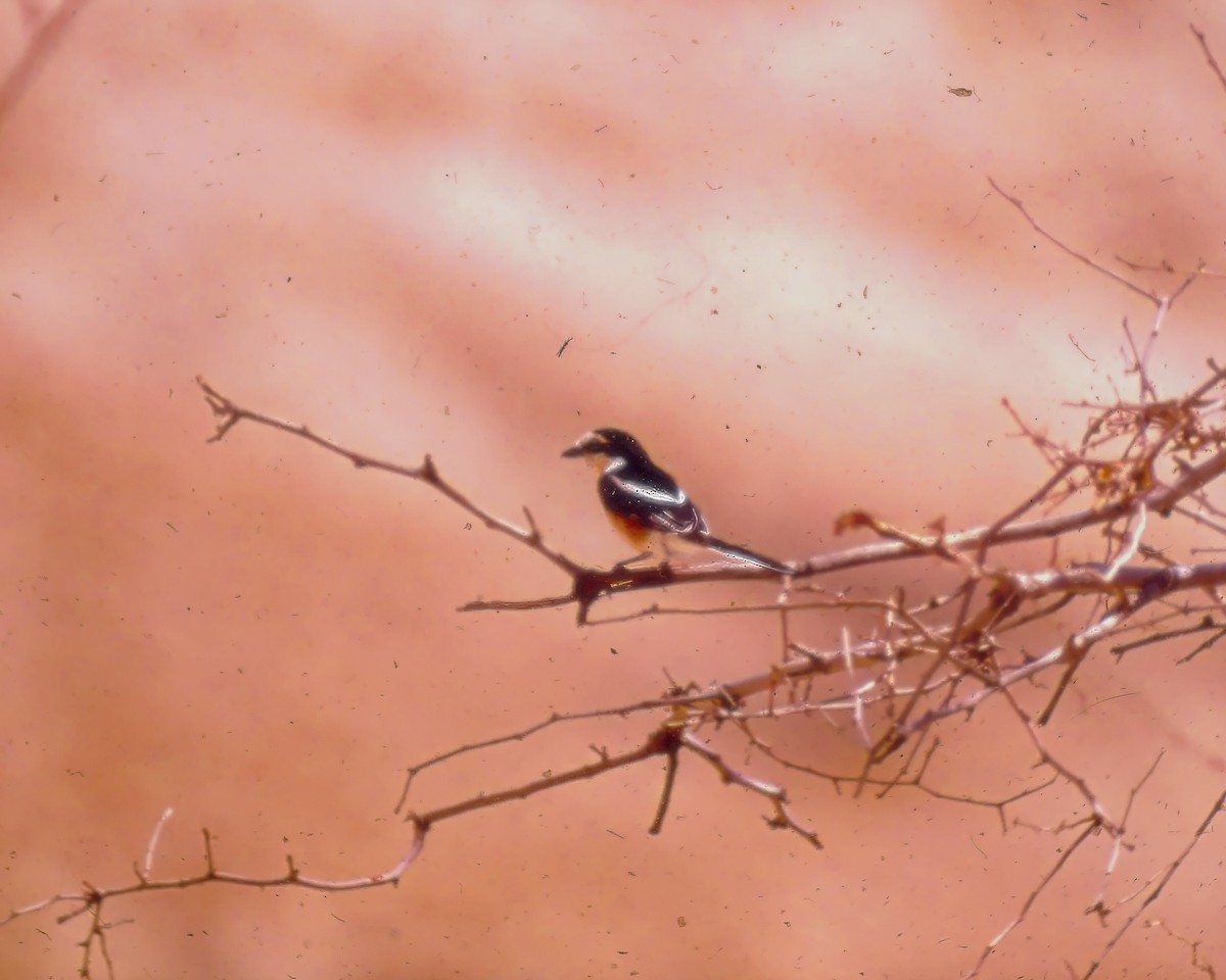 Masked Shrike - ML623973984