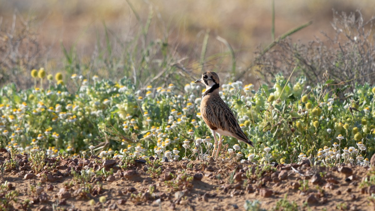 Inland Dotterel - ML623973997