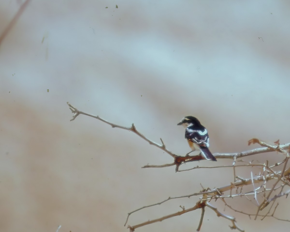 Masked Shrike - ML623974014