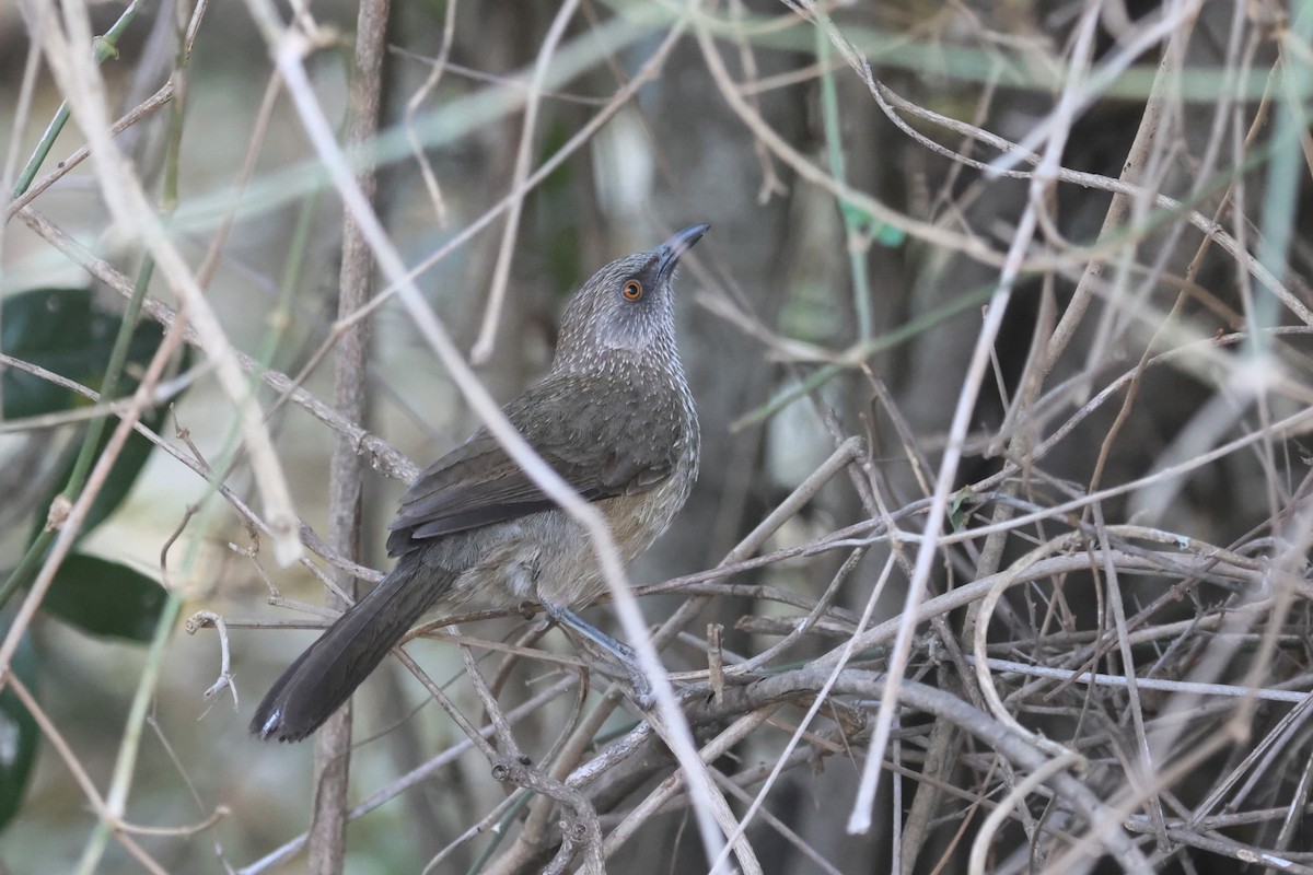 Arrow-marked Babbler - ML623974022