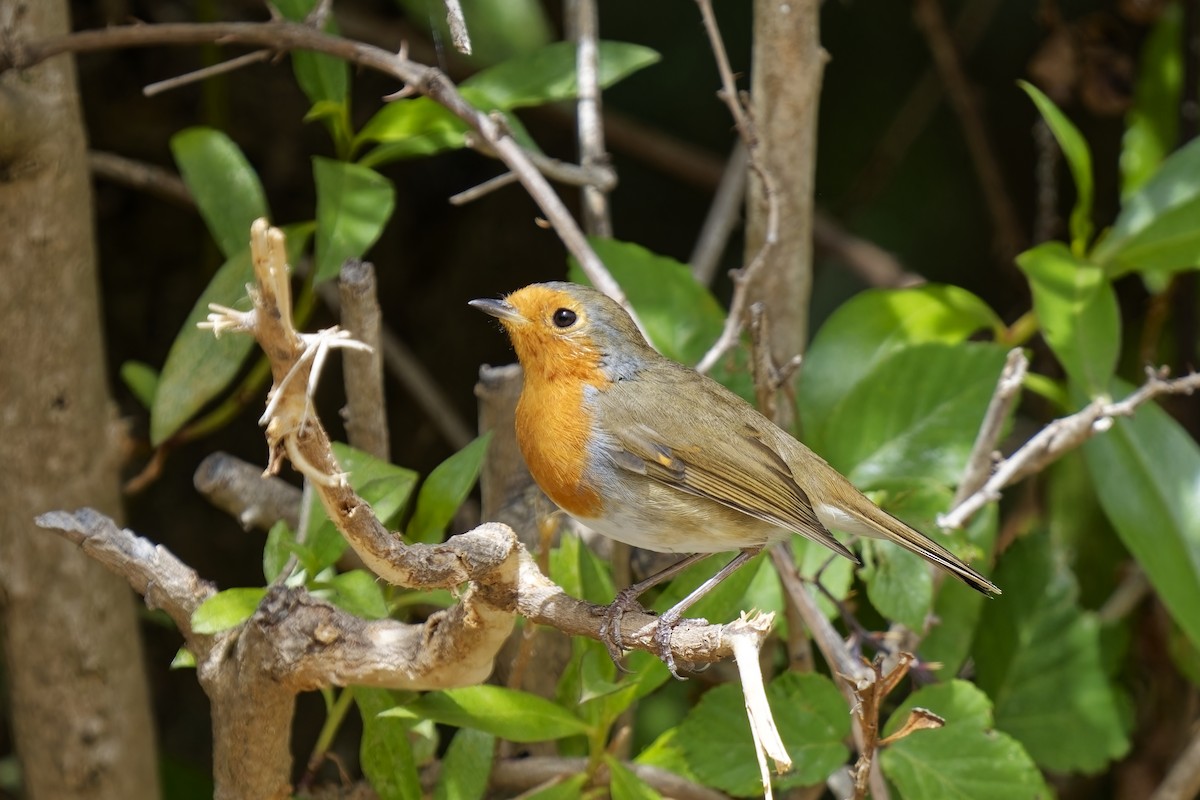 European Robin - ML623974029