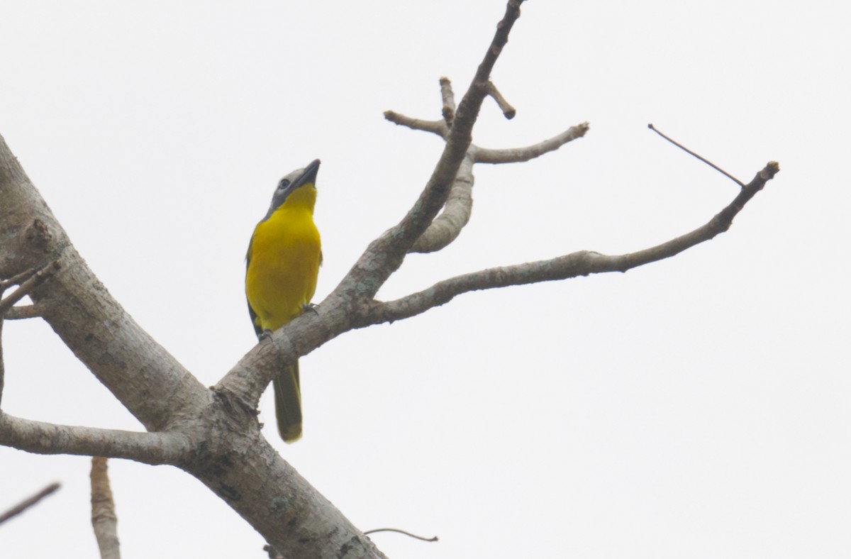 Monteiro's Bushshrike (Monteiro's) - ML623974034