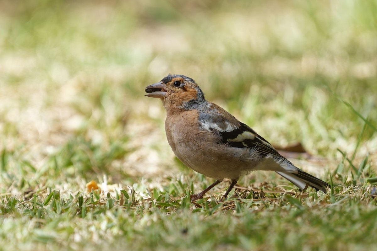 Common Chaffinch - ML623974043