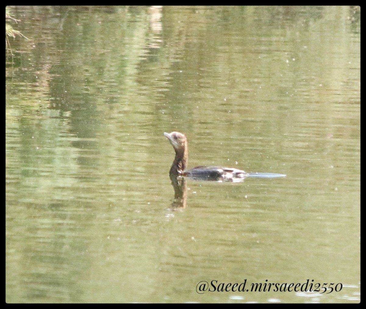 Pygmy Cormorant - ML623974048