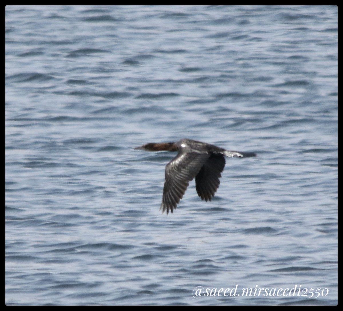 Pygmy Cormorant - ML623974049