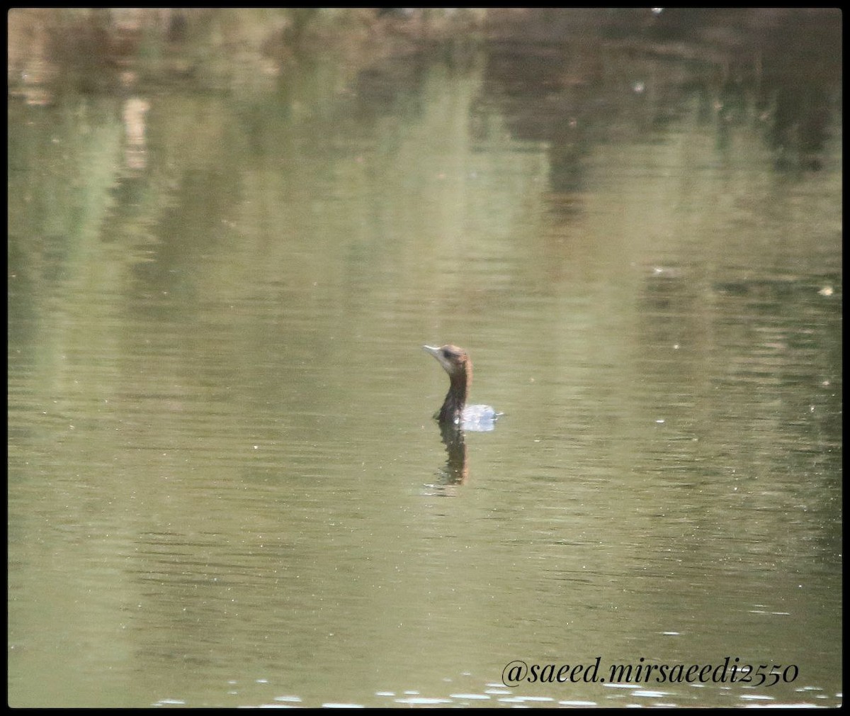 Pygmy Cormorant - ML623974050