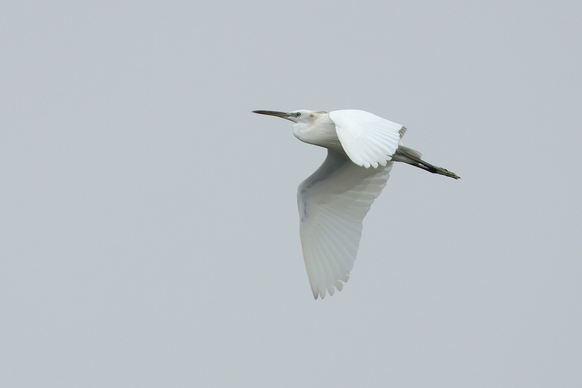 Chinese Egret - ML623974074