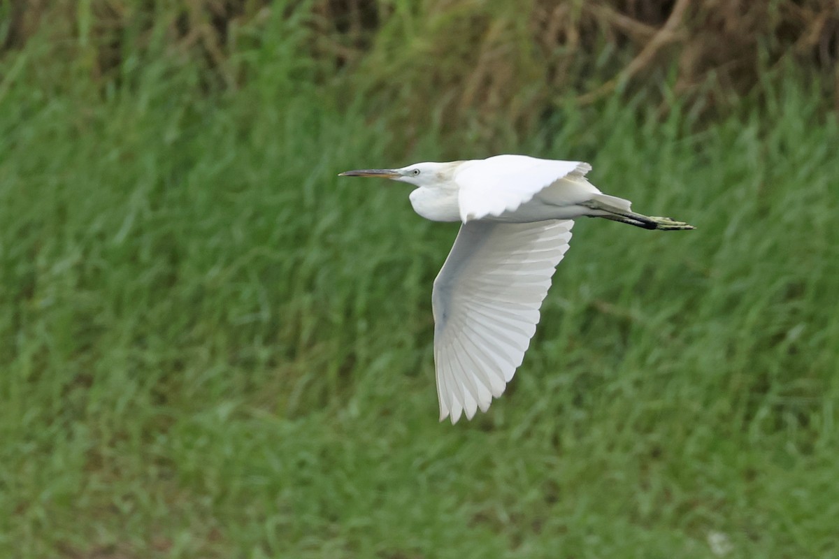 Chinese Egret - ML623974075