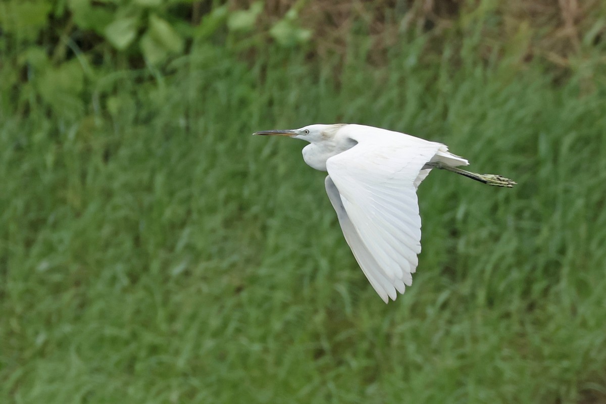 Chinese Egret - ML623974076