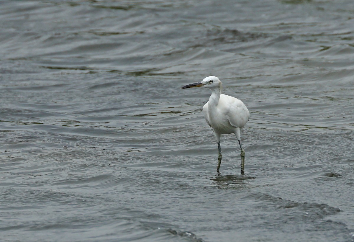 Chinese Egret - ML623974077