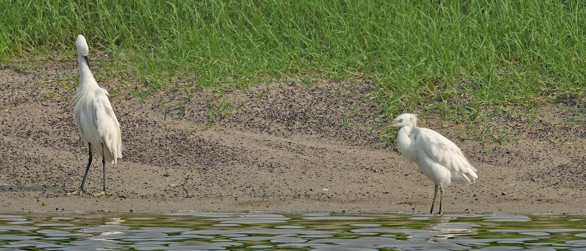 Chinese Egret - ML623974078