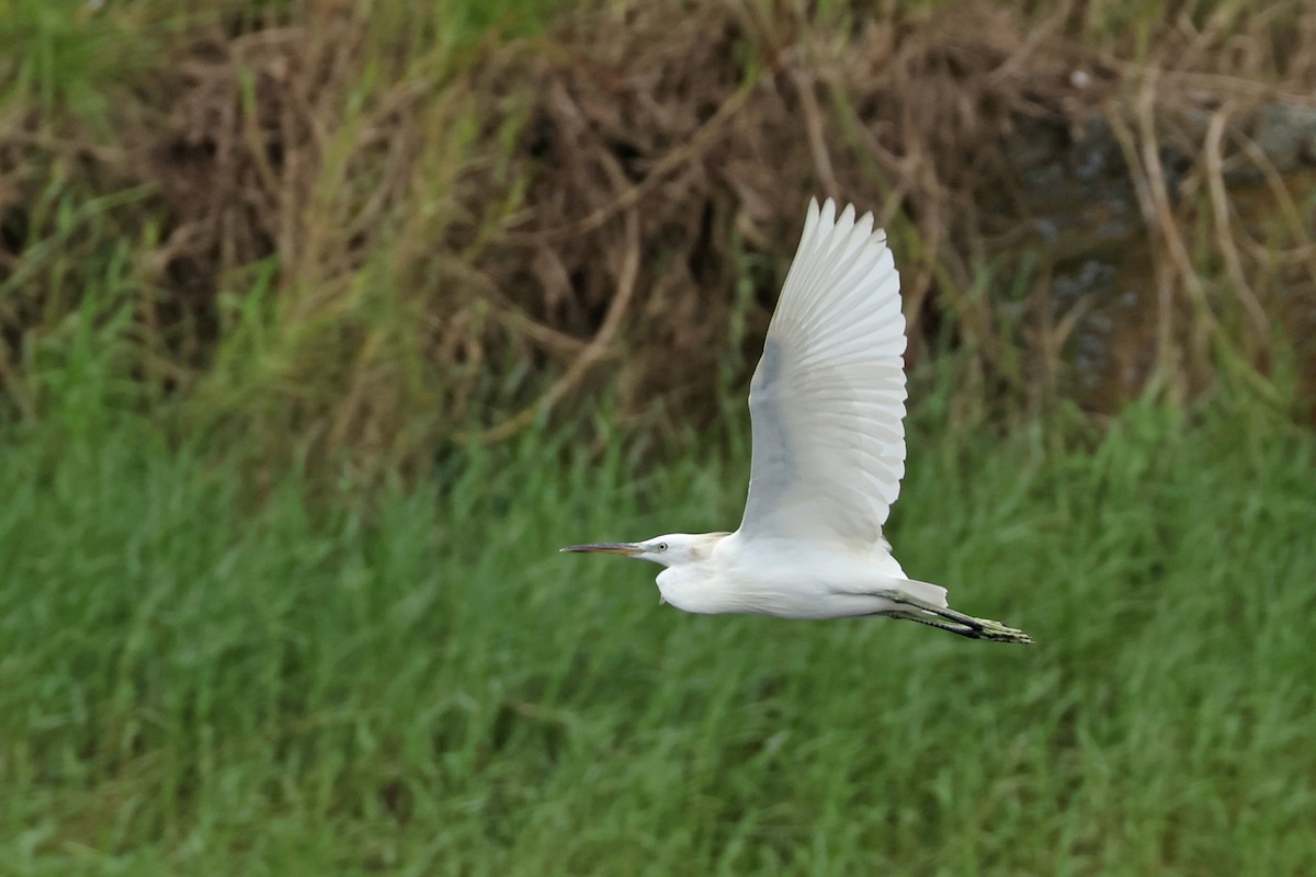 Chinese Egret - ML623974079