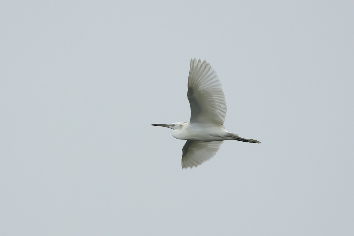 Chinese Egret - ML623974080