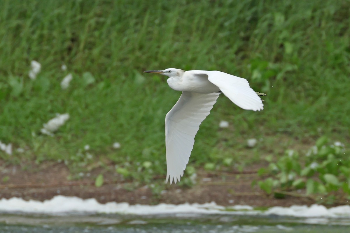 Chinese Egret - ML623974081