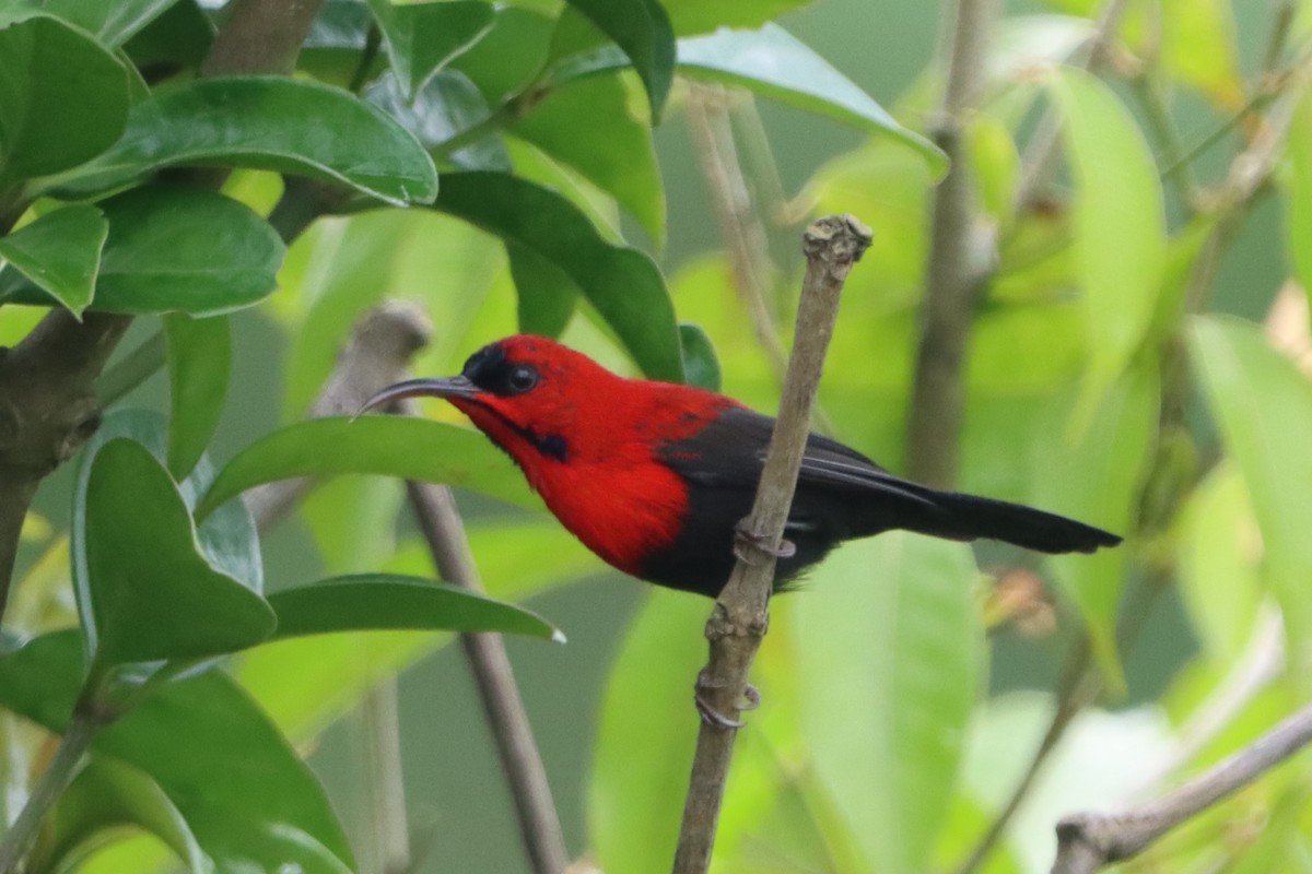 Magnificent Sunbird - David Morrison