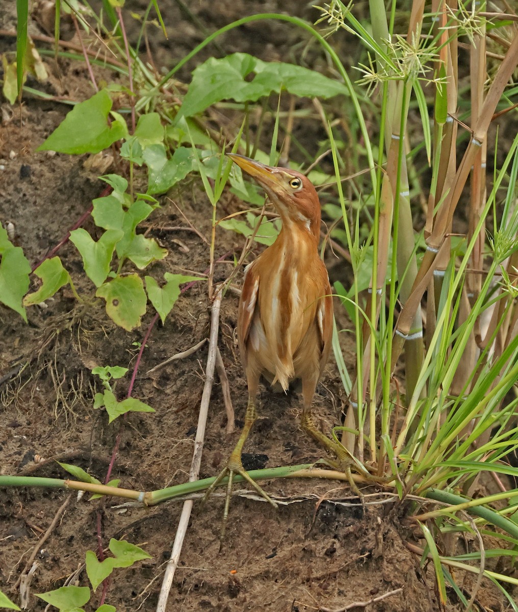 Cinnamon Bittern - ML623974087