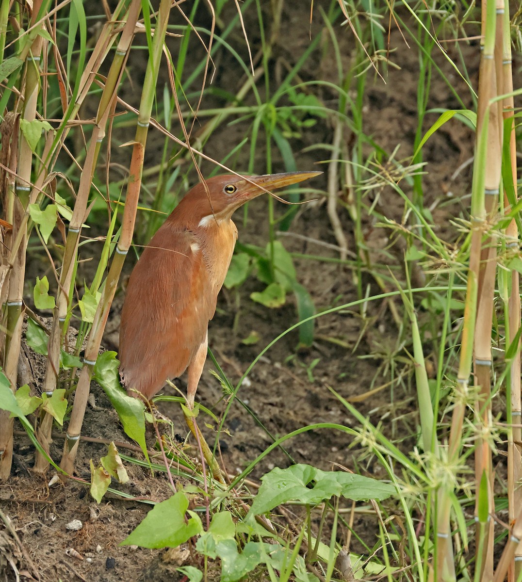 Cinnamon Bittern - ML623974088