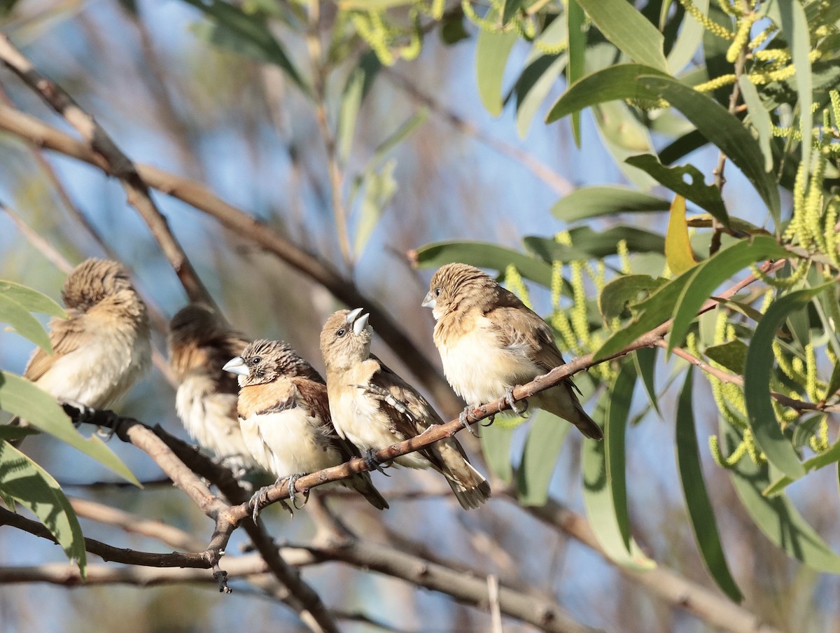 Chestnut-breasted Munia - ML623974111