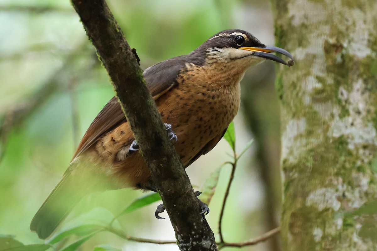 Victoria's Riflebird - ML623974114