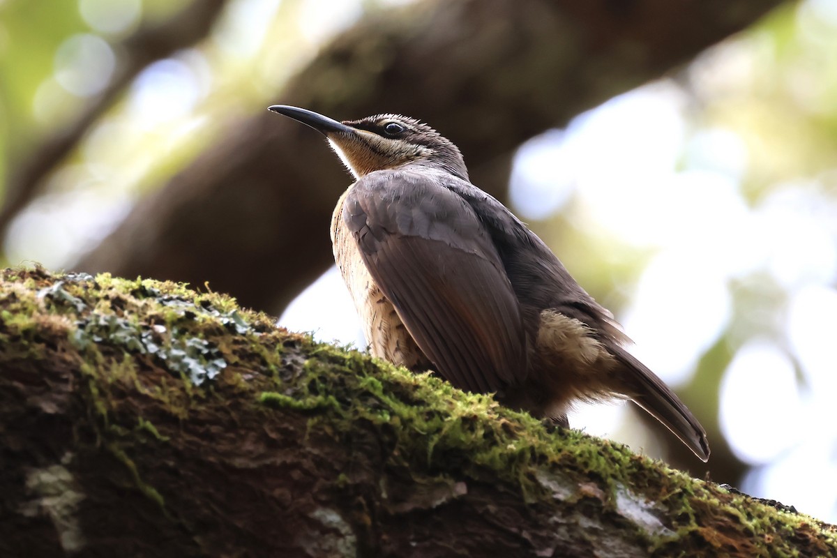 Victoria's Riflebird - ML623974118