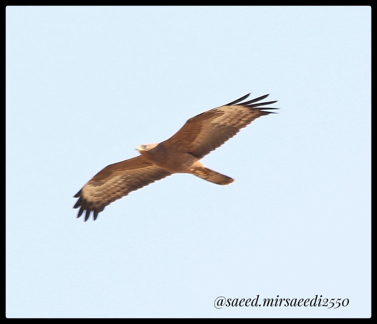 European Honey-buzzard - ML623974121