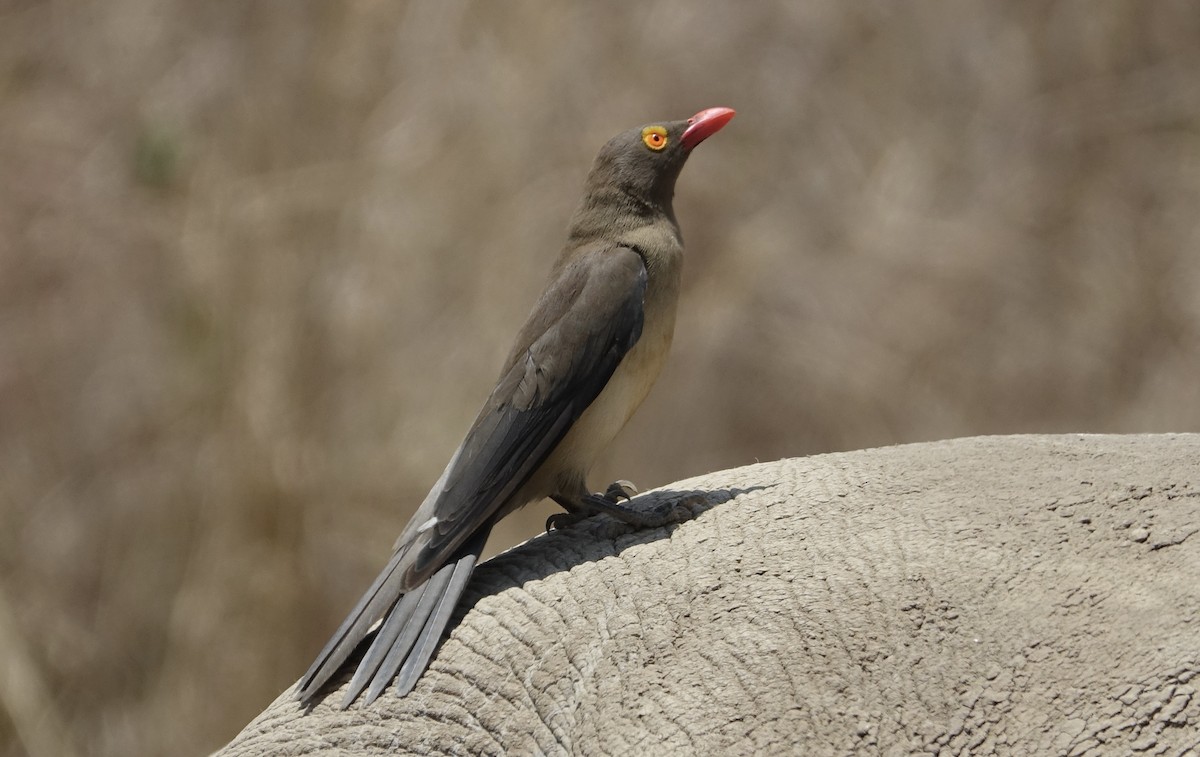 Red-billed Oxpecker - ML623974128