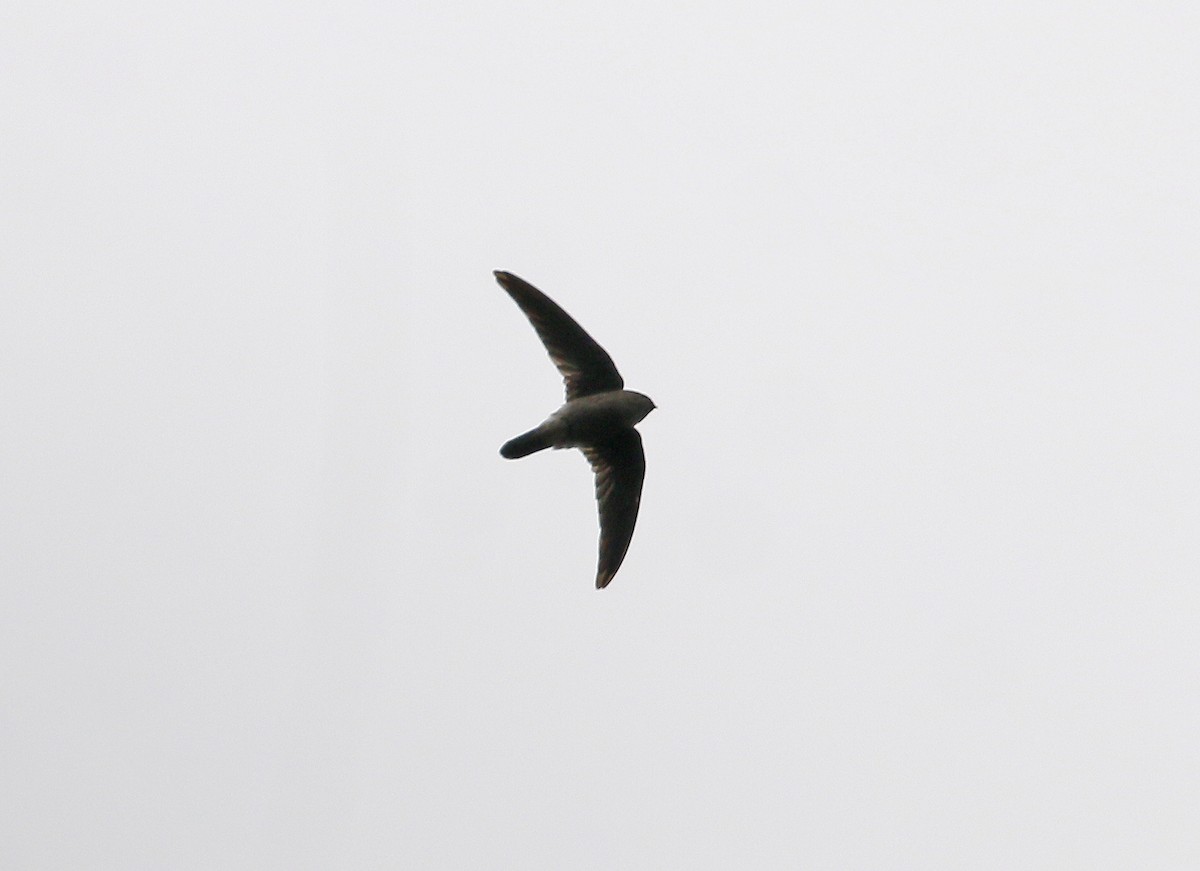 Germain's Swiftlet - ML623974137