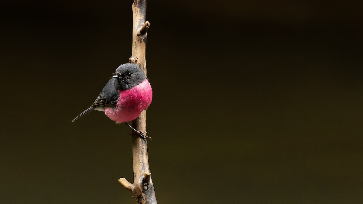 Pink Robin - ML623974181