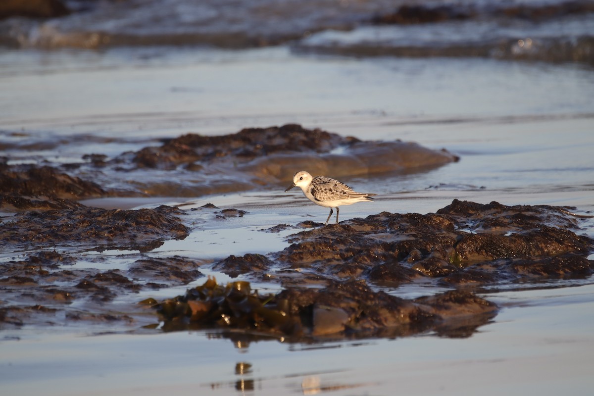 Sanderling - ML623974187