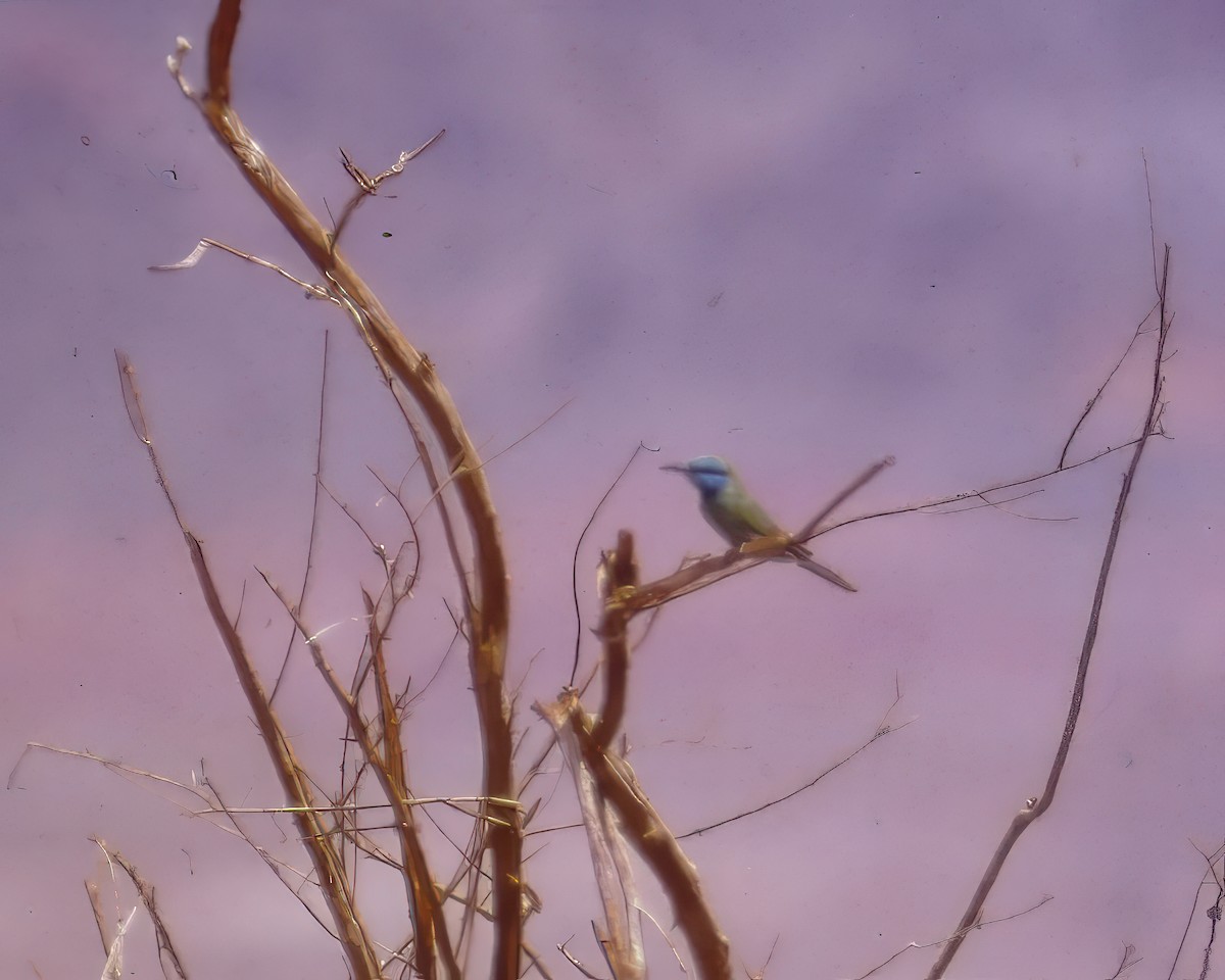 Arabian Green Bee-eater - ML623974188