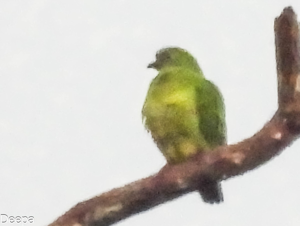 Dwarf Fruit-Dove - ML623974195