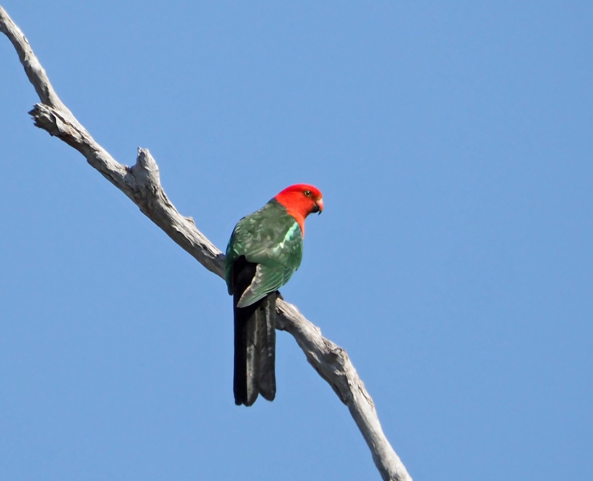 Australian King-Parrot - ML623974222