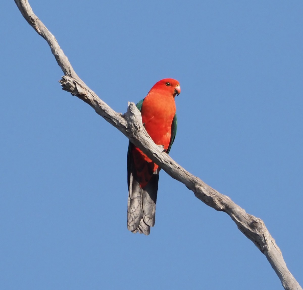 Australian King-Parrot - ML623974223