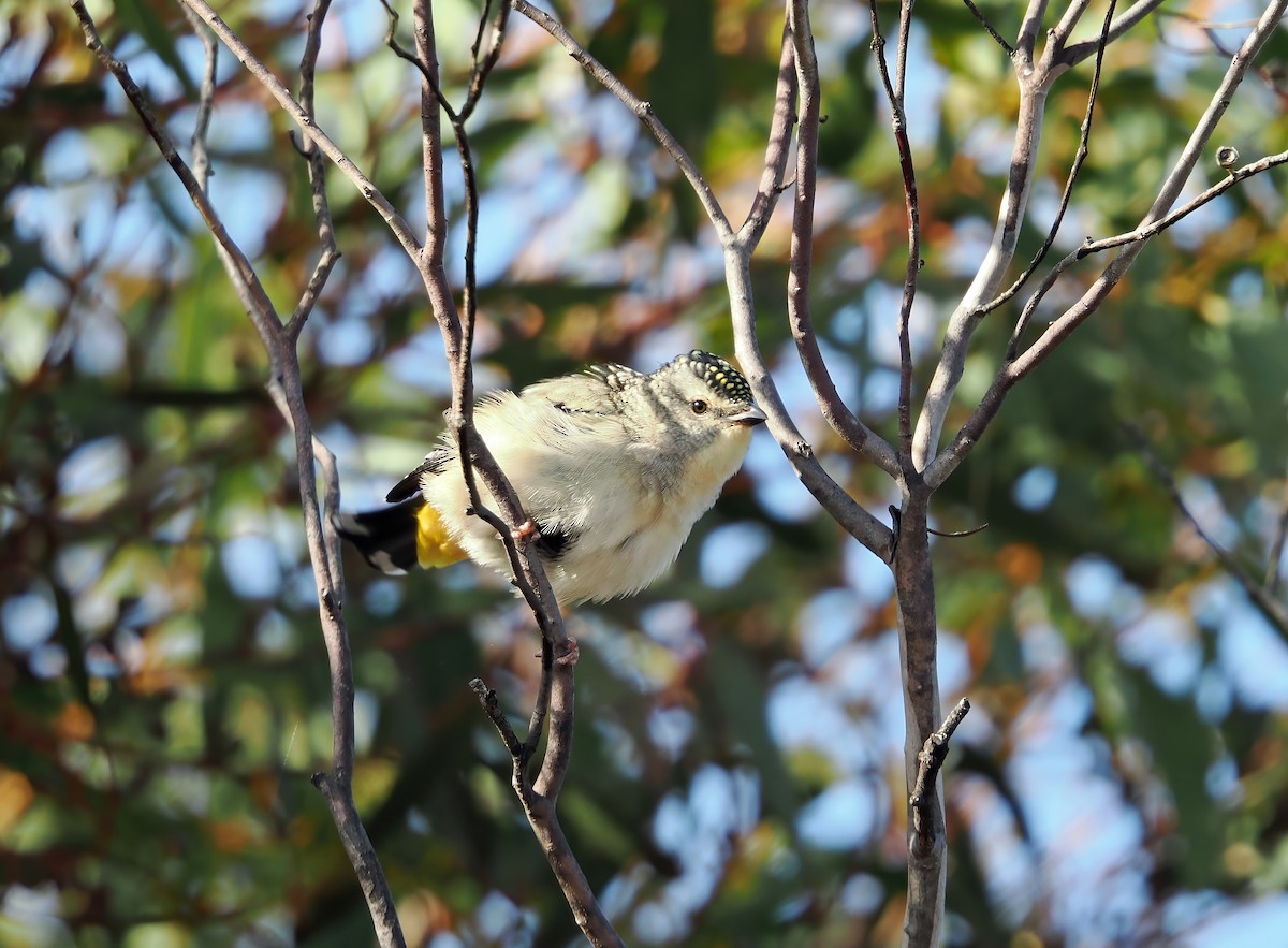 Pardalote pointillé - ML623974231